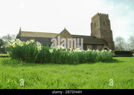 Flower bed of white daffodils in front of St.Faith`s Church in Gaywood, Kings Lynn, Norfolk, UK. Taken 7th March 2020. Stock Photo